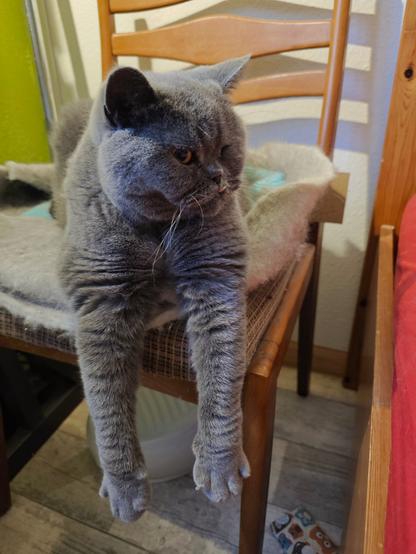 Kater liegt auf dem Katzenbett und lässt wie immer die Vorderbeine hängen.