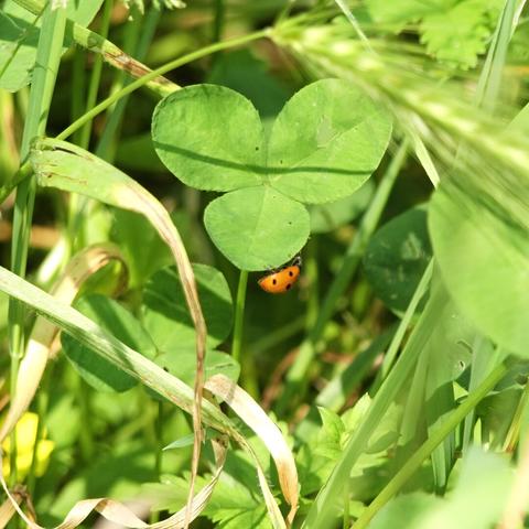 Una foto a colori, in formato quadrato, che ritrae al centro, un po' spostato verso l'alto, un trifoglio verde chiaro con due foglie in alto e una in basso, al bordo inferiore della quale è abbarbicata con le zampette una coccinella ripresa di profilo, con le zampe in alto, le ali rosso-arancio con puntini neri in basso e la testa a destra. Intorno al trifoglio ci sono fili d'erba e una spiga di forasacchi più vicina al punto di ripresa e perciò fuori fuoco. Sullo sfondo, fuori fuoco, ombroso, verde scuro, altre foglie d'erba e trifogli.