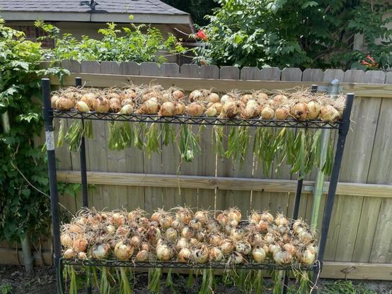 Onion harvest 🙌