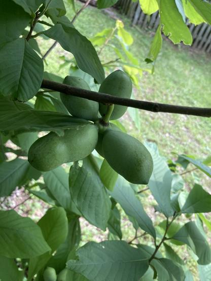 A cluster of four green, unripe Pawpaws hangs off the branch. Pawpaws look a bit like a mango when ripe and are a similar size. A hint of a neighbor’s wooden fence in the upper corner reveals that this is a suburban yard, not a forest understory.