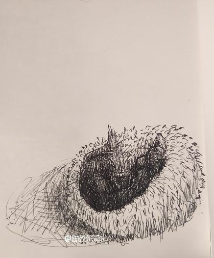 Black Fineliner on paper

Sketch of a dog lying in a fluffy dog bed