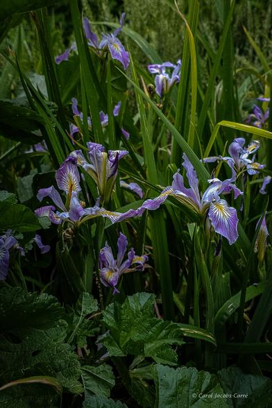 A small clump of Douglas iris graces the pollinator garden. The flowers are violet, blue and white, with small yellow beards at the base of the three tubular petals. The petals are veined in dark purple.  There are several buds spiraling around the flower spike, which open in succession. The green leaves are long and strappy.