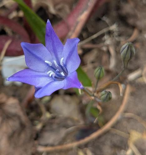 A purple triteleia laxa bloom: six petals that end in a rounded off point. The petals are lighter towards the center of the flower and darken towards the tips. There's a darker purple stripe in the center of each petal.