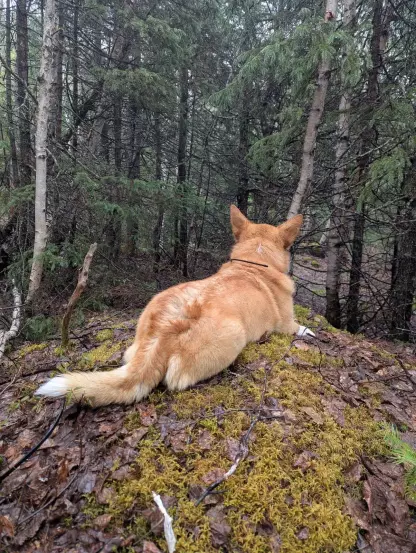 A photo of Moxxi in the forest. She's facing away from the camera because I guess my instructions weren't clear enough hahah SHOW THE FRONT OF THE DOG. Anyway she's living her best life