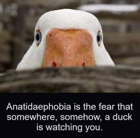 A duck peers at you over the top of a log. Anatidaephobia is the fear that somewhere, somehow, a duck is watching you.