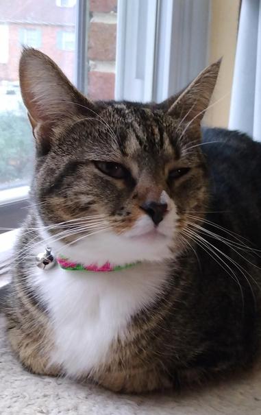 Our little tabby cat with white markings, named Pax, is lying on a white window shelf.  Her legs are all tucked underneath her.  Her sleepy amber-colored eyes are half closed.  Long white whiskers flow from her face.  A tiny silver bell dangles from her collar.