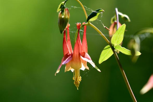 A light red, small, trumpet-like flower wire a a large stigma is hanging downwards. The background is a green blur.