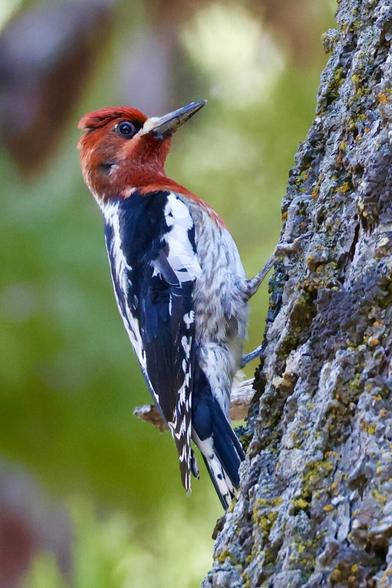 A cool looking bird that could pass as a woodpecker has a bright red head.