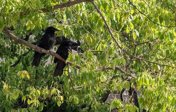 Two crow fledglings perched on a tree branch next to each other.