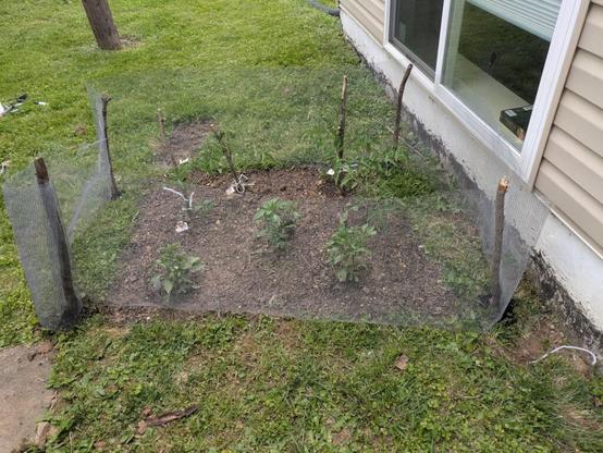 My first garden at 18! My mom has always wanted a vegetable garden, but life is chaotic and she has no time to start one. I told her I'd plant one for her.