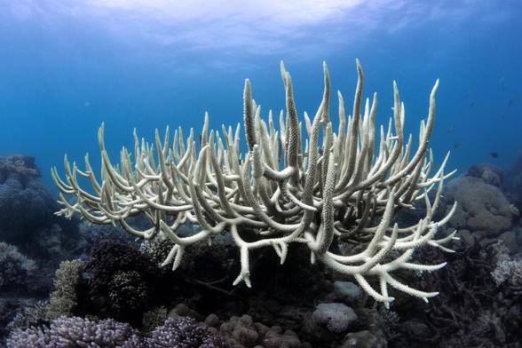 UNOC-3 à Nice : l'espoir d'un sursaut international pour la protection des océans