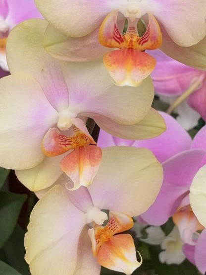 pastel moth orchid in yellow, pink, peach