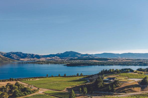 New Zealand Pinot Noir: Vintage report and 40 new releases rated