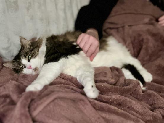 A relaxed cat with a fluffy coat lies on a brown blanket, being gently petted by a human hand. The setting appears cozy and comfortable.