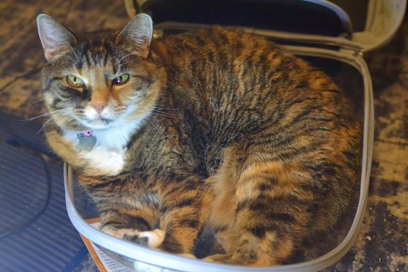 A Manx Mix cat with a caliby/tabico coat laying in the clear part of her backpack cat carrier, looking at the camera.