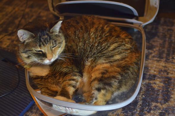 A Manx Mix cat with a caliby/tabico coat laying in the clear part of her backpack cat carrier, her eyes half-closed and looking to her left.