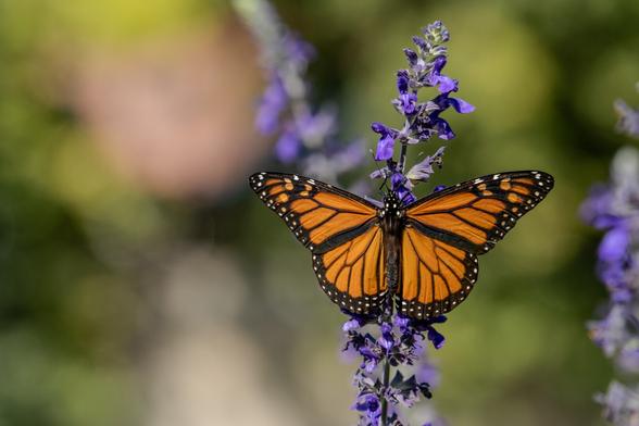 A monarch butterfly perched on a purple lavender flower spike. The butterfly's wings are fully extended, displaying its distinctive orange coloration with black veins and white spots along the wing borders. The butterfly's body is black with white dots. The lavender plant has multiple small purple flowers arranged vertically on its stem. The background is blurred, showing soft green and beige tones, suggesting an outdoor garden setting. The image is focused on the butterfly, capturing fine details of its wing patterns and the texture of the lavender flowers.