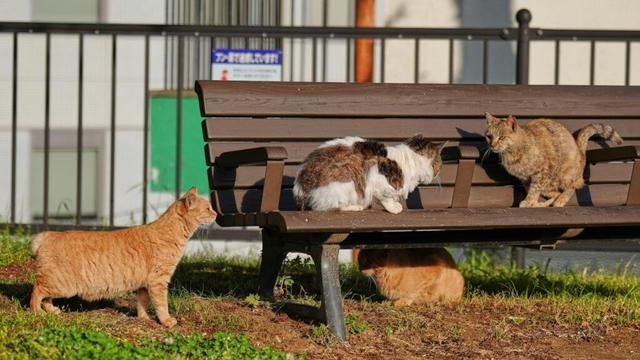 Cats with hooked and bent tails fill Nagasaki, Japan, where they are thought to bring good luck