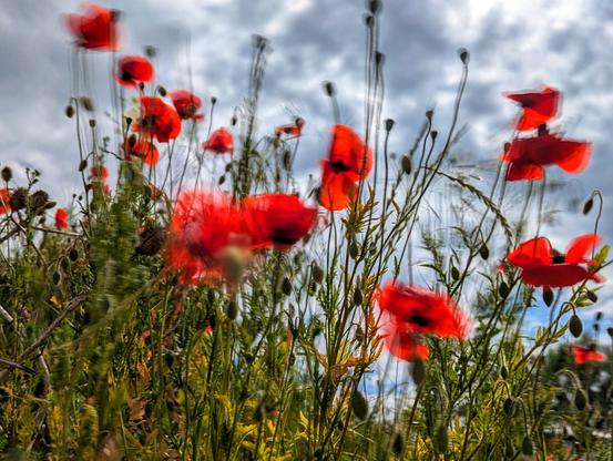 A low-angle shot shows a field of vibrant red poppies swaying in the breeze against a cloudy sky. The movement of the flowers has created a slight motion blur. Amongst the poppies are green stems and seed heads. The sky above is overcast with patches of brighter sky visible through the clouds.