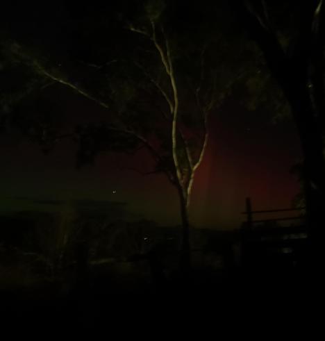 Red aurora with vertical bars seen through a eucalyptus tree