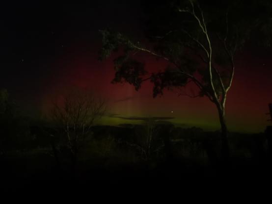 Red and green aurora behind some big eucalyptus trees