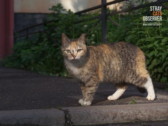 Portrait of a tricolor cat in profile