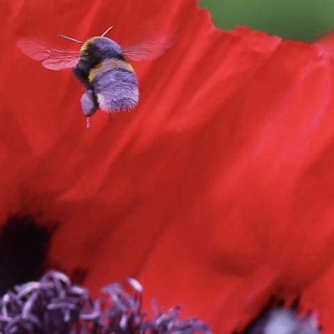 A Bumblebee went to a Poppy to collect Pollen and left totally covered with Poppies lilac pollen