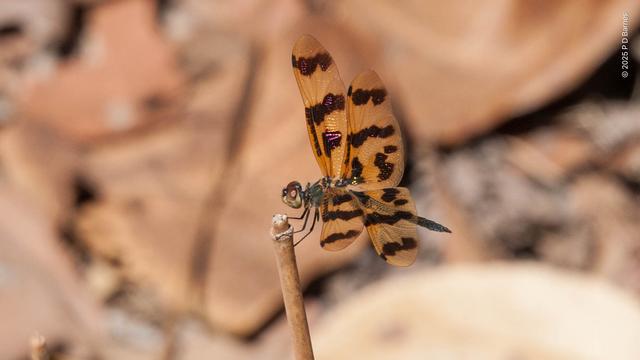 A dragonfly with translucent light orange wings with periodic longitudinal brown stripes is perched on the end of a twig. The background is blurred, leaves and sandstone similar colours to the dragonfly.