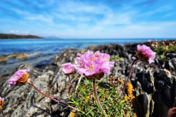 A close-up shot of vibrant pink sea thrift flowers blooming on dark, rugged rocks by the ocean. In the background, the sparkling blue sea meets a clear sky, with a faint shoreline visible in the distance. The overall mood is bright, natural, and serene.