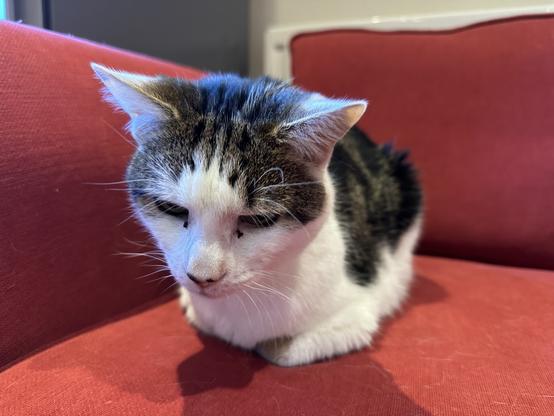 Photograph of our cat, Starbuck, sitting like a loaf on a red sofa. He is looking down and there is a feeling of smallness.