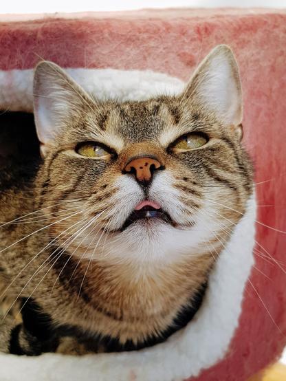 Tigerkatze Lissy lugt aus der Balkonhöhle heraus, schaut nach oben und zeigt etwas Zunge.