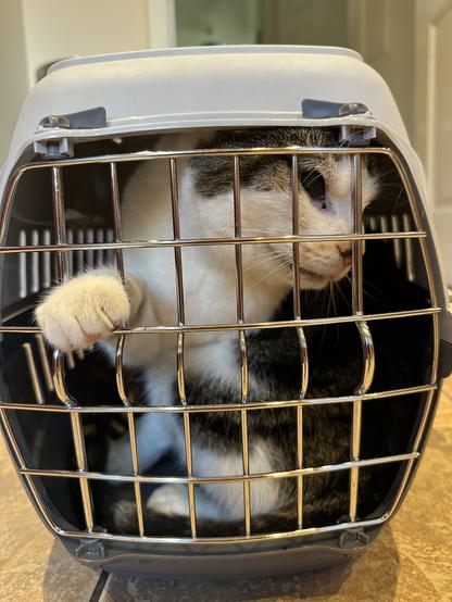 Photo of my cat, Starbuck, in his carry box. He is looking out of the bars with one eye and has a paw rested on the bars.