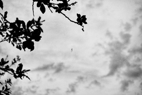 A monochrome, low-angle shot shows silhouetted foliage in the foreground, framing a small spider suspended on a barely visible web against a cloudy sky. The dark leaves and branches are sharply contrasted against the lighter, textured sky.