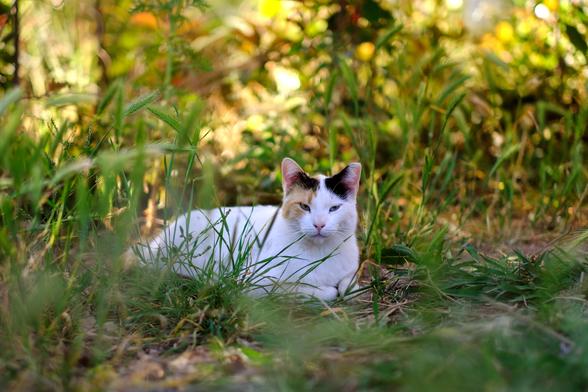 Photo of a white cat with orange and black spots on the head. The cat rests in deep grass. It looks at the camera with a sleepy expression.
