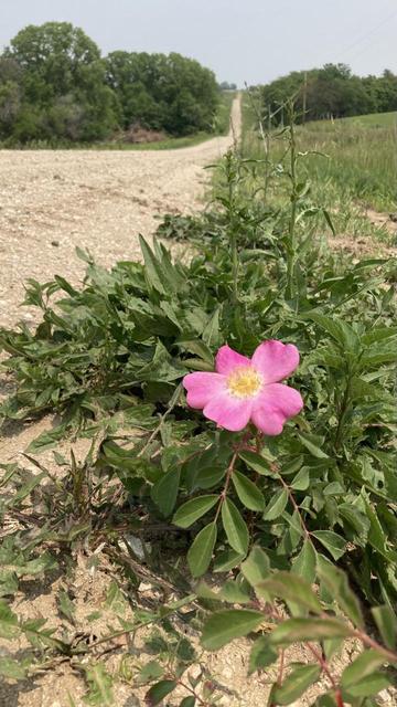A single pink rose with smooth petals is blooming at the edge of a dirt and gravel road.  The road runs down a low slope then climbs away to the horizon.  Fields and trees on both sides.