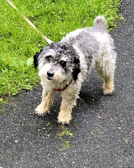 Black and white terrier-x on park sidewalk I.