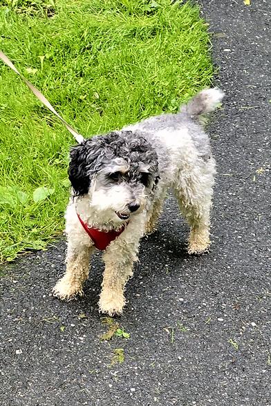 Black and white terrier-x on park sidewalk II.