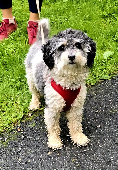 Black and white terrier-x on park sidewalk III.