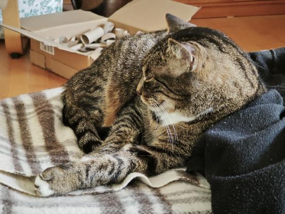 Müde Katze auf einem Fußschemel