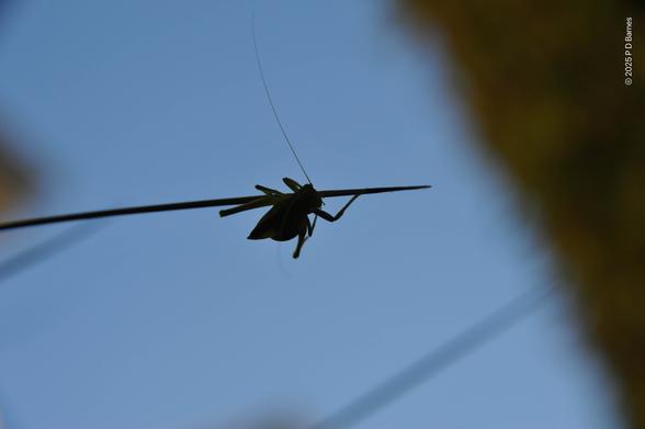 A katydid clinging to a grass-tree leaf, seen from below in silhouette