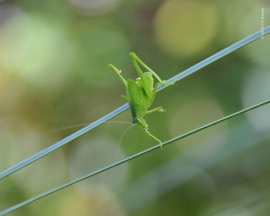 A katydid walking between two grass-tree leaves
