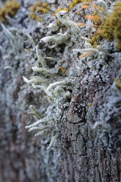 Towering cliff covered in strange, scaly, pale blue-green-grey growths, topped by brown-green vegetation with pendulous stalks above. Actually, some lichen and moss on a wooden gate post.