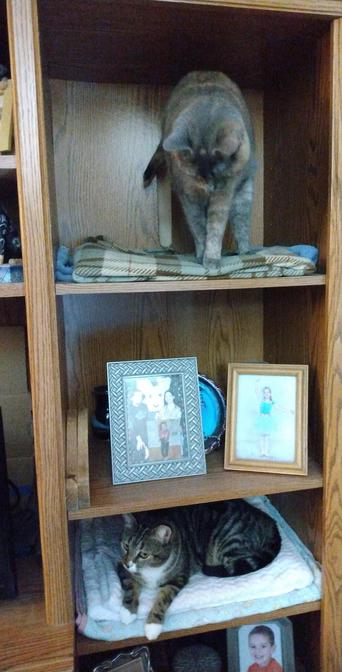 Pax, our little tabby cat with white markings, is lying in her small compartment in a wooden bookcase/entertainment center.  Daphne, a dilute tortoiseshell cat, with fur in soft tones of grey, orange and white, is positioned two compartments above her.  Daphne is standing and looking down below at Pax, ready to try to leap at Pax.