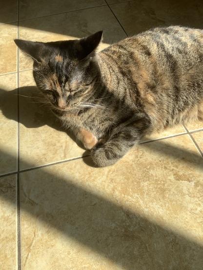 Brown Torbie cat lying on her side with her head up on a gold tiled floor. She is enjoying the sunshine streaming in from the right of the picture.