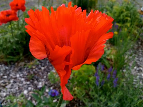 Nahaufnahme einer roten Mohnblüte von der Seite. Im Hintergrund weitere Mohnblumen und andere Blumen