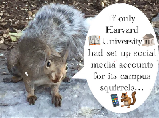 A grey squirrel says “If only Harvard University had set up social media accounts for its campus squirrels... “