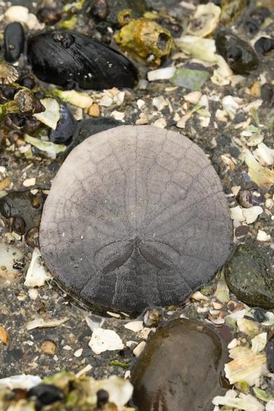 A living Sand Dollar on the beach at low tide. it is surrounded by various rocks and broken pieces of shells.