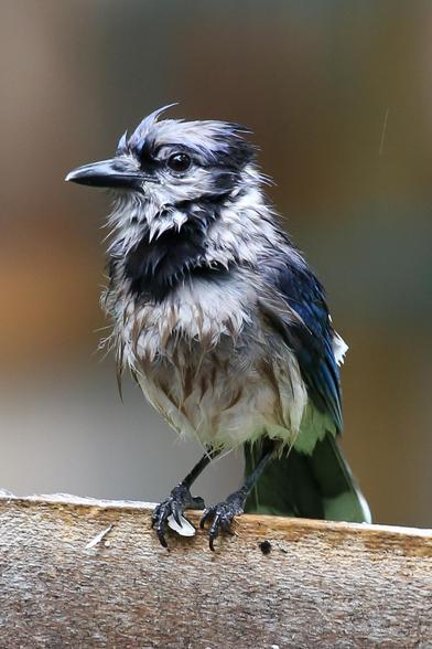 A blue jay on a bird-feeder with feathers matted and bedraggled by rain