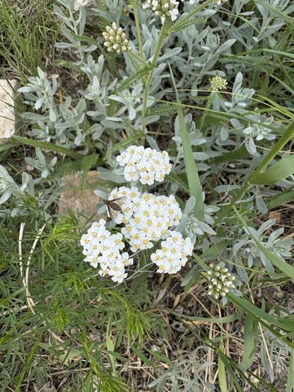 A patch of flowering white yarrow and silver sage. A small fly is sitting on the yarrow