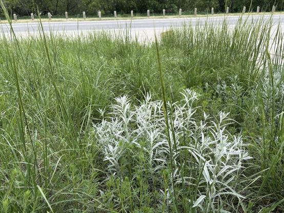 A view of a small patch of prairie: silver sage in the middle, surrounded by lush green grasses and the leaves of wildflowers: mainly purple prairie clover, yarrow, and sun flowers